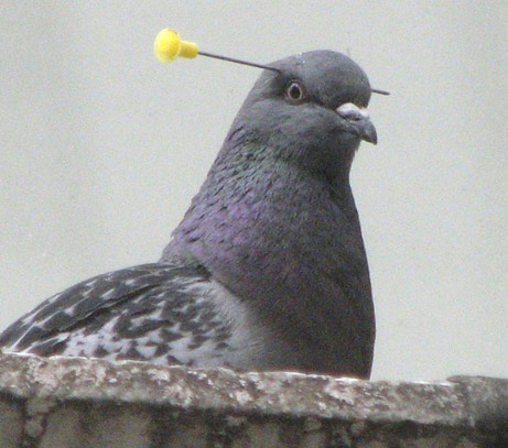 File:080429-pigeon-picture.jpg