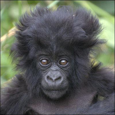 File:Baby gorilla.jpg