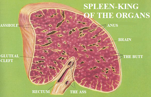 File:Spleen.PNG