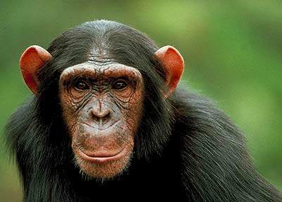 File:Young chimp da.jpg