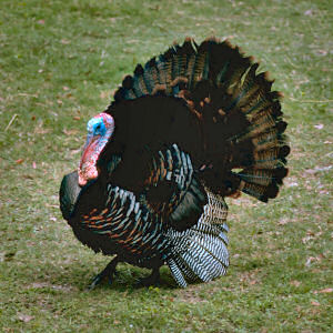 File:Wild turkey.jpg