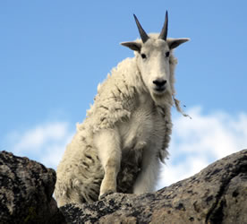 File:Goat2.jpg