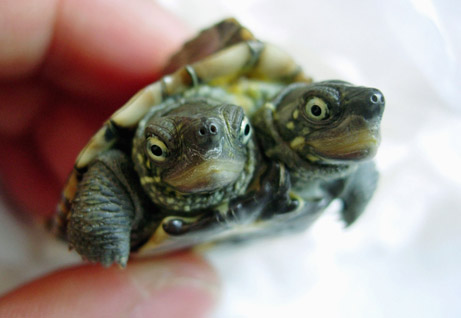File:Two headed turtle,YES!.jpg