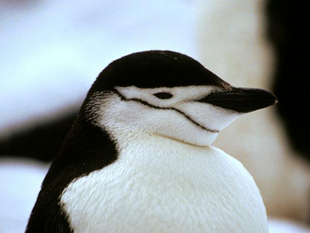 File:Penguin2.jpg