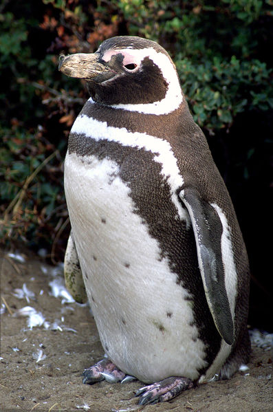 File:Magellanic-penguin02.jpg