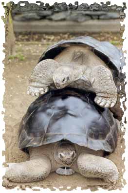 Datei:Schildkrötenpaarung.jpg