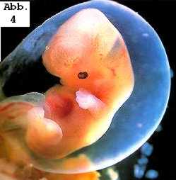 Datei:Embryo.jpg