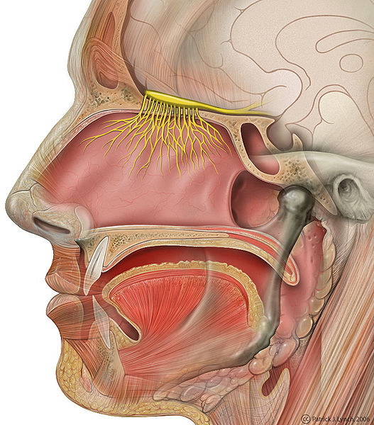 Datei:Head olfactory nerve.jpg
