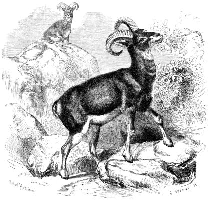 Klassische Darstellung eines Instant-Mufflons, welcher äußerlich nicht von einem natürlichen Mufflon zu unterscheiden ist.