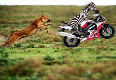 Datei:Löwe jagt Zebra.jpg