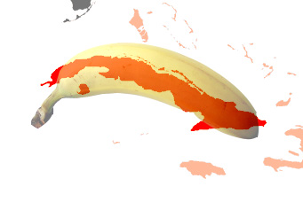 Datei:Kuba die banane.jpg