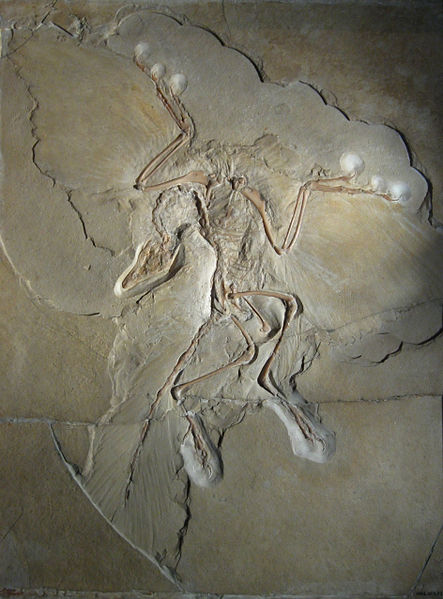 Datei:Archaeopteryx.jpg