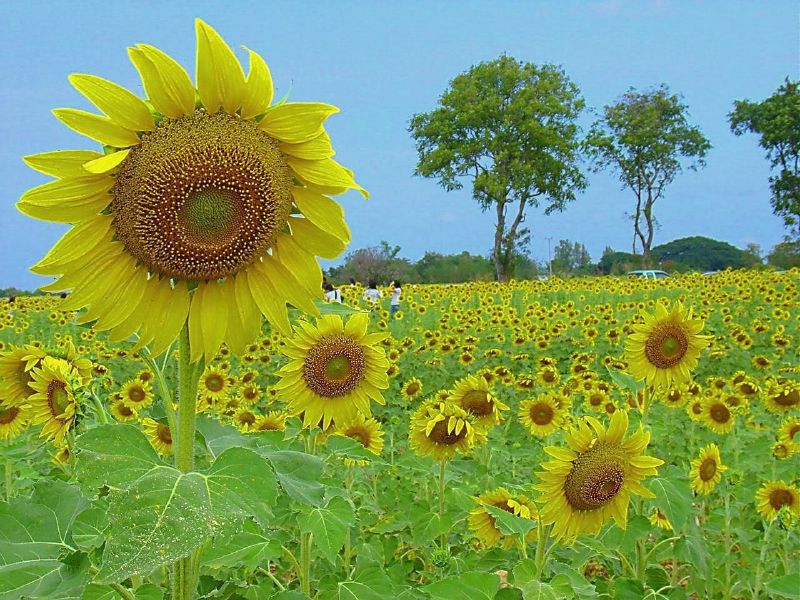 Datei:Sonnenblumen.jpg