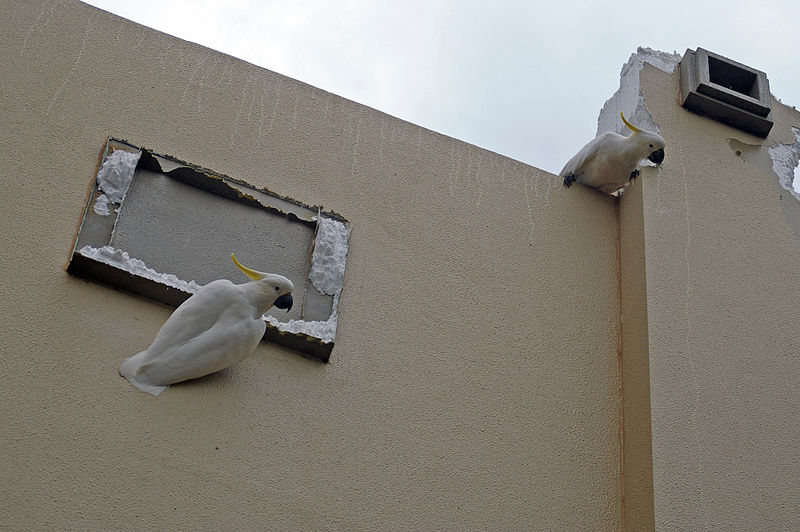 Datei:800px-Sulphur-crested Cockatoos damaging a shopping centre facade 1.jpg