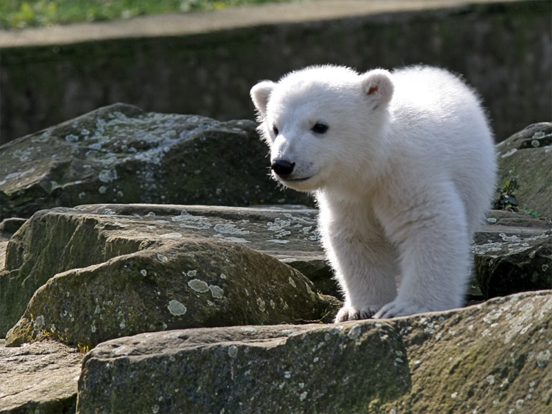 Datei:Knut Eisbär.jpg