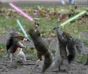 Datei:Jedi squirrels.jpg