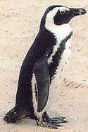 Datei:Pinguin achims.jpg