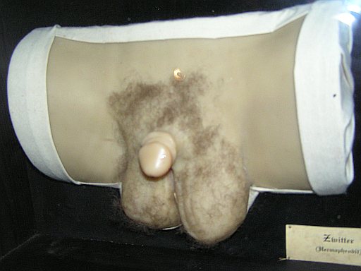 Datei:Wax human hermaphrodit genital 1.jpg