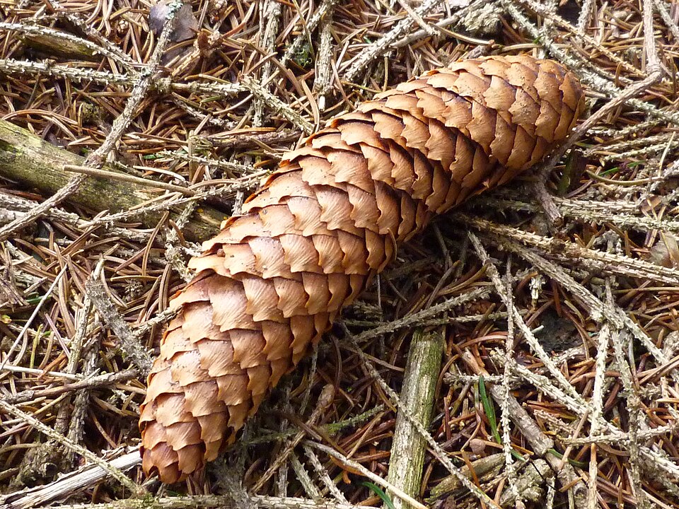 Datei:Fichtenzapfen.JPG