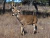 789px-White-tailed deer.jpg