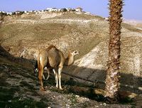 Kamel-Israel.jpg