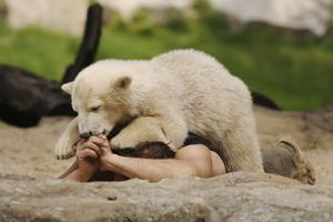 Knut (Eisbär) – Uncyclopedia