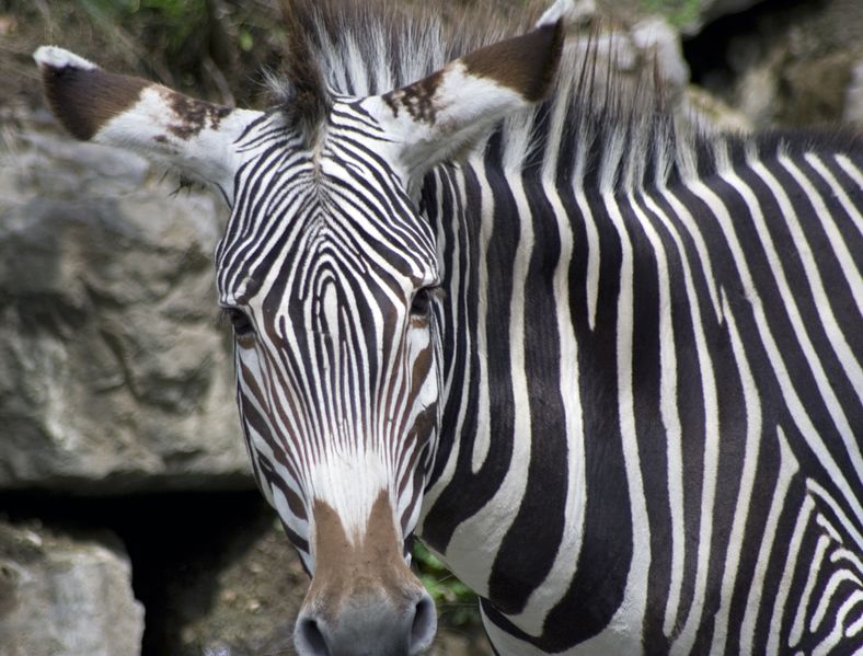 Datei:Zebra.jpg