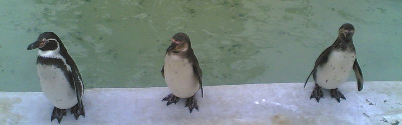Datei:Pinguine.jpg