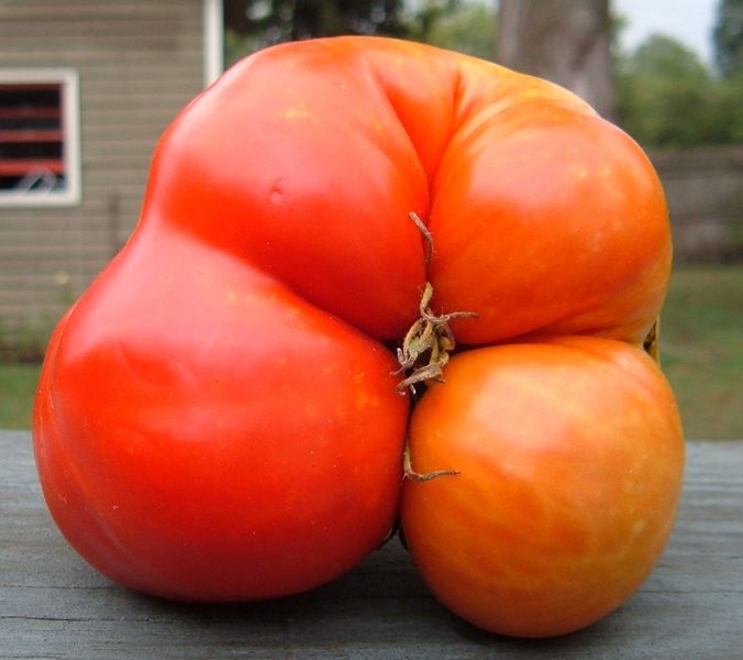 Datei:Mutant tomato.jpg