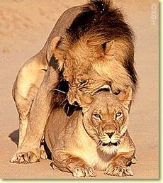 Löwenpaarung.jpg