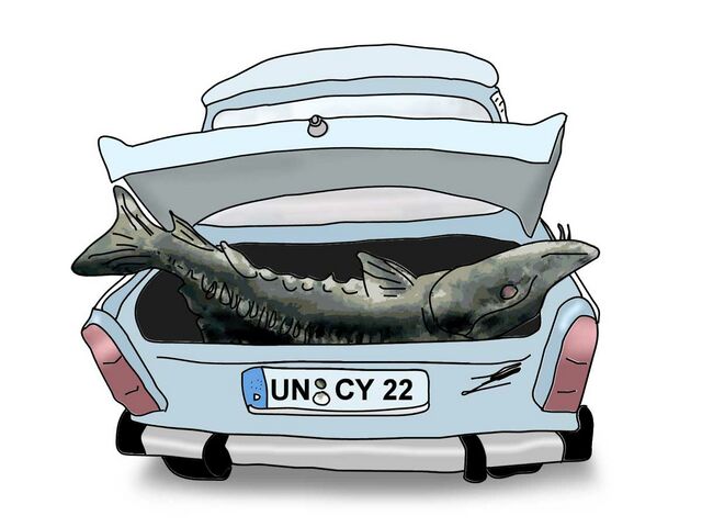 Stör – Uncyclopedia
