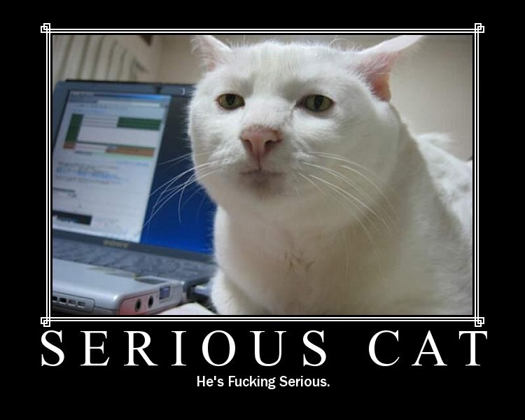 File:Serious Cat.jpg