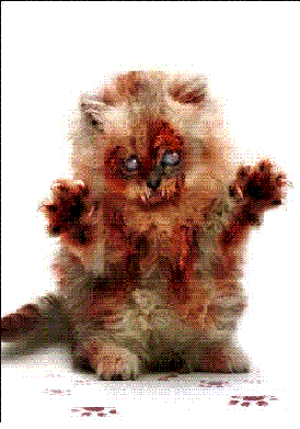 File:Zombie cat.GIF
