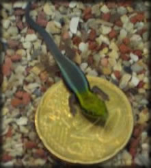 File:Coin lizard.jpg