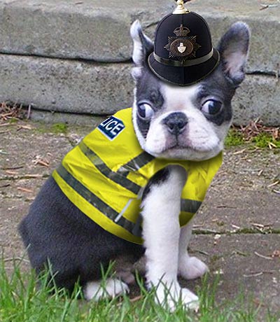 File:Police dog cute we dont need any trouble now do we.jpg