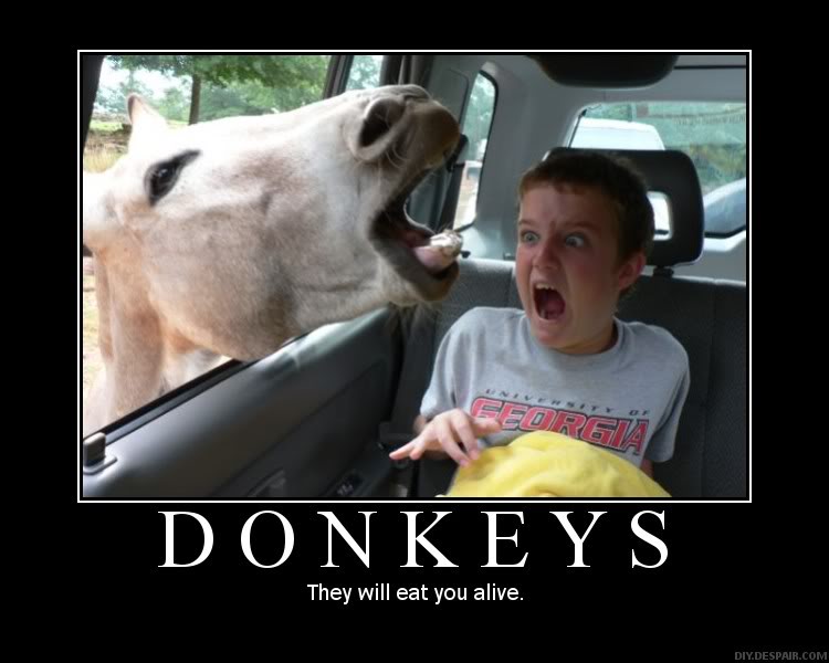 File:Donkeys.jpg