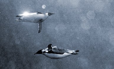 File:Penguins Under Sea.jpg