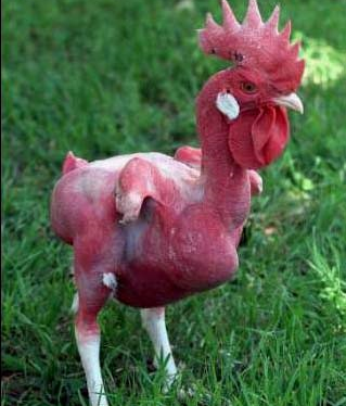 File:Chicken1.PNG