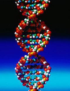 File:DNA.jpg