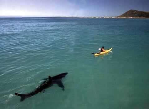 File:Shark-kayak.jpg