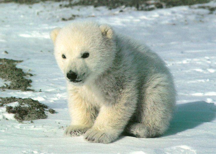 File:Cute-PolarBear-Cub-SittingOnSnow.jpg