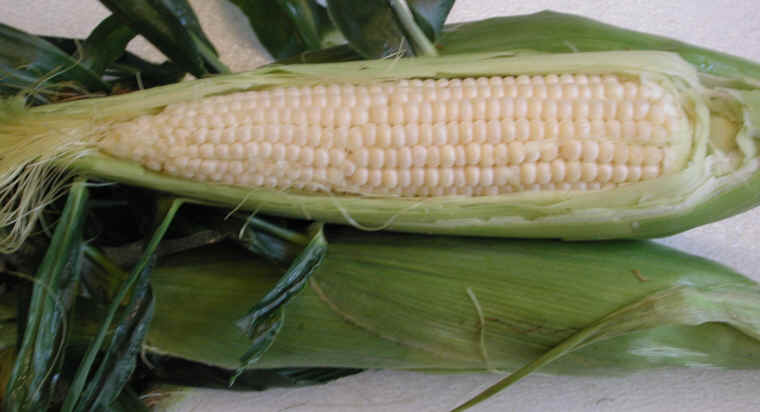 File:Corn 3.jpg