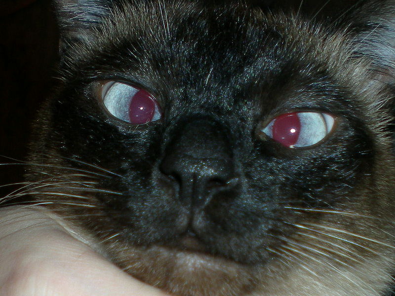 File:Laser Eye Cat.jpg