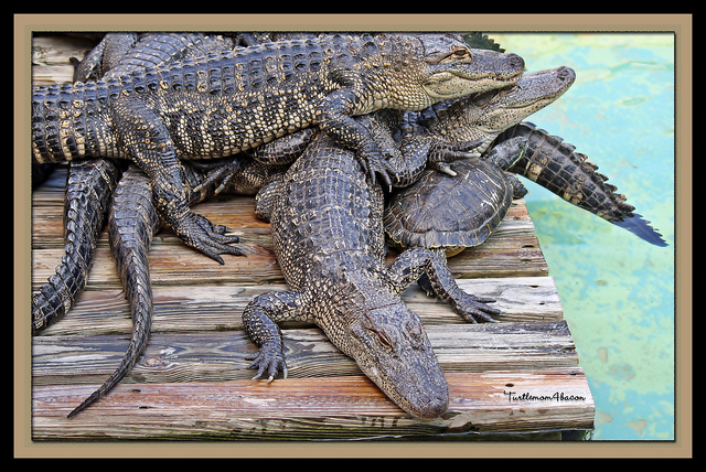 File:Alligators.jpeg