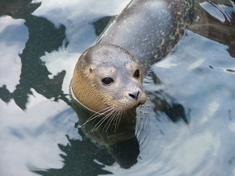 File:Seal pup.jpg