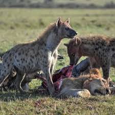 File:Hyenas eat lion.jpeg