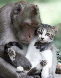 File:Monkey cat.jpg
