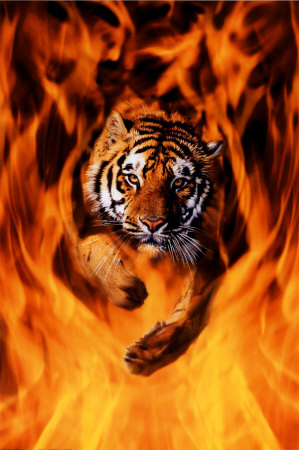 File:Tigerfire.jpg