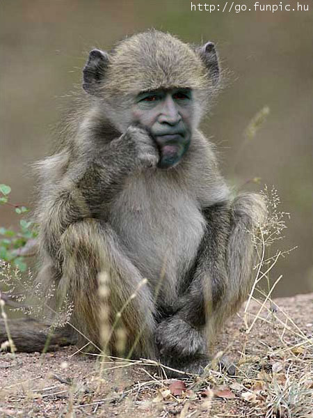 File:Bush monkey squatting.jpg