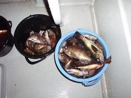 File:Fish in a bucket 6-new.JPG